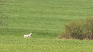 W okolicach Murowanej Gośliny pojawiła się biała sarna