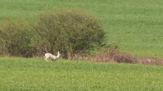 W okolicach Murowanej Gośliny pojawiła się biała sarna