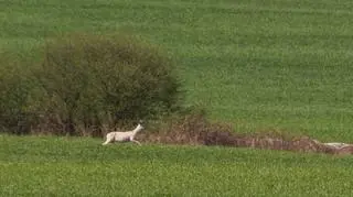 W okolicach Murowanej Gośliny pojawiła się biała sarna