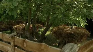 W ośrodku bocianie gniazda są umieszczone nietypowo nisko