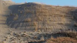 W ostatnim czasie coraz częściej tereny parku odwiedzają wilki