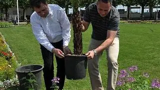 W piątek posadzili palmy 