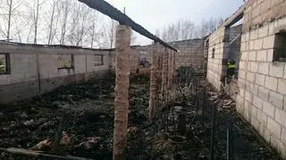 W płomieniach zginęło blisko 800 świń, a około 100 udało się uratować