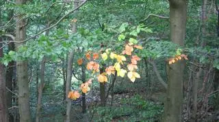 W pobliżu Jaskini Niedźwiedziej widać pierwsze oznaki jesieni