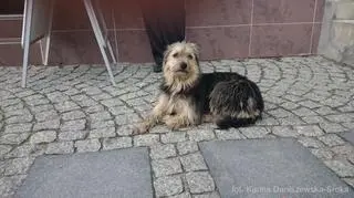 W poszukiwania włączyli się okoliczni mieszkańcy