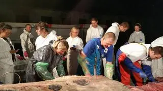 W sekcji zwłok ssaka wzięli udział pracownicy Stacji Morskiej i wolontariusze 