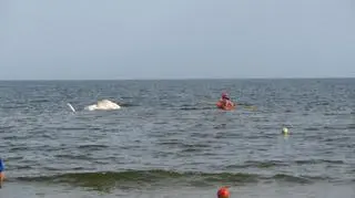 W Stegnie w pobliżu wejścia 67, Błękitny Patrol WWF otrzymał zgłoszenie o martwym "wielorybie"