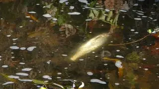 W wodzie widać śnięte ryby