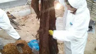 W zamkowej kaplicy znaleziono trumny