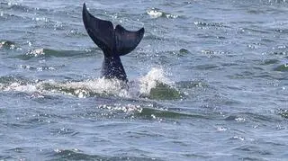 W Zatoce Gdańskiej pojawiły się delfiny butlonose