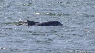 W Zatoce Gdańskiej pojawiły się delfiny butlonose