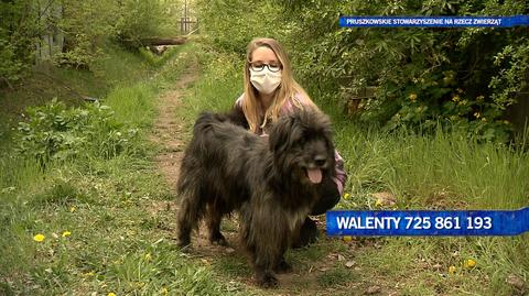 Walenty czeka na dom