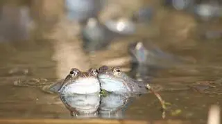 Walentynkowe spotkanie z najbardziej "głaskliwymi" zwierzetami w zoo