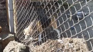 Warunki w hodowli były bardzo złe