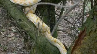 Wąż o długości ok 1,5 metra