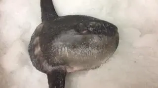 Waży prawie 11 kg