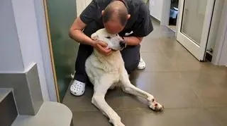 Weterynarze będą musieli amputować łapę psa