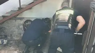 Wężem zajęli się strażnicy 