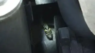 Wężowi nic się nie stało