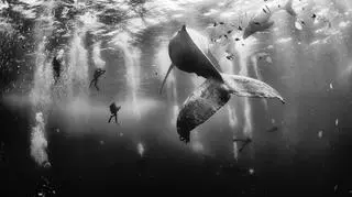 Whale Whisperers 