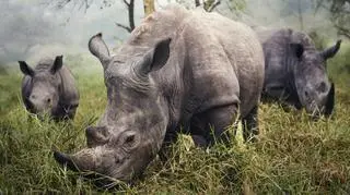 White Rhinos