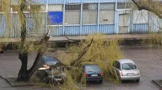 Wiatr obalił drzewo we Wrocławiu, fot. Piotr Mlak