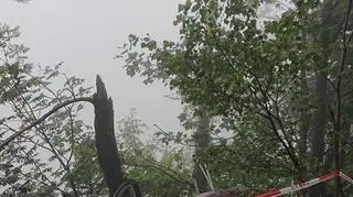 Wiatrakowiec zahaczył o drzewa i runął na ziemię