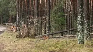 Wichura powaliła drzewo 