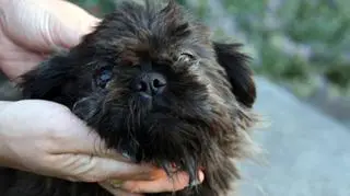 Większość psów z hodowli ma chore oczy