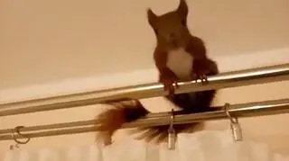 Wiewiórce spodobał się karnisz 