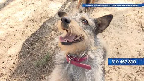 Wiktoria szuka domu!