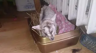 Wiktoria w tymczasowym mieszkaniu