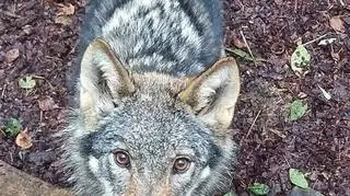 Wilk po operacji i rehabilitacji