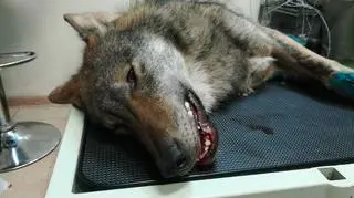 Wilk podczas operacji