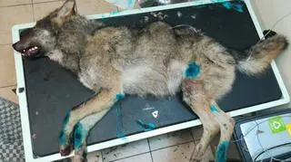 Wilk podczas operacji