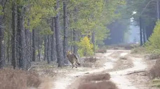 Wilki nie zbliżają się do ludzi 