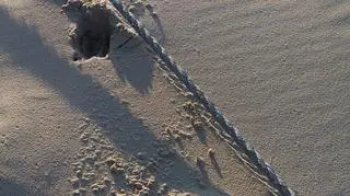 Wilki w parku na Pomorzu