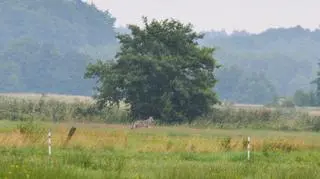 Wilki wielokrotnie widywane były zarówno na południu jaki i na północy lasów
