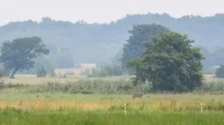 Wilki zaobserwowano w Nadleśnictwie Choczewo