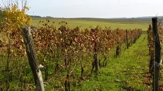 Winnica jesienią