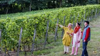 Winogrona dojrzewają