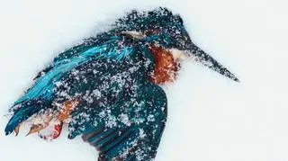 "Winter endings" Paul Klaver, Holandia - zwycięzca w kategorii "nagroda specjalna"