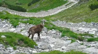 Wiosenne liczenie chronionych zwierząt wykazało, że Tatry zamieszkują 963 kozice
