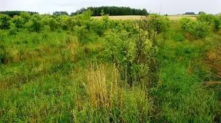 "Wirtualne sady, realne dotacje"