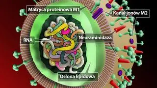 Wirus ptasiej grypy (tvn24.pl za "New Scientist")