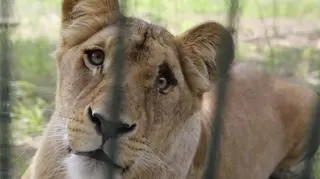 Wkrótce dyrektor zoo zdradzi więcej szczegółów z narodzin lwa 