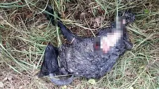 Właściciel owiec twierdzi, że zagryzł je wilk 