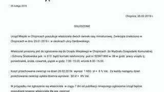 Właściciela świnek szukają urzędnicy z Chojnic