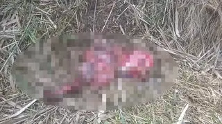 Wnętrzności zwierząt porzucone na wrocławskim osiedlu