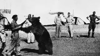 Wojtek, niedźwiedzi żołnierz